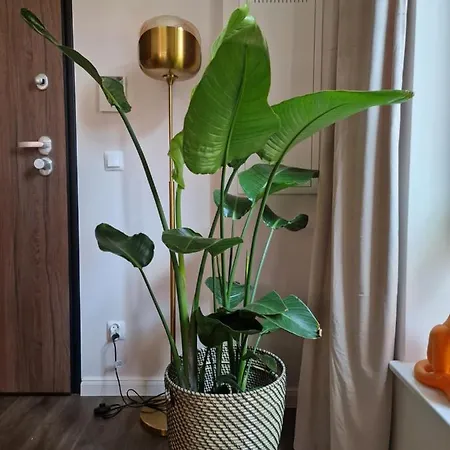 Piper Centrum Scala Apartman Gdańsk