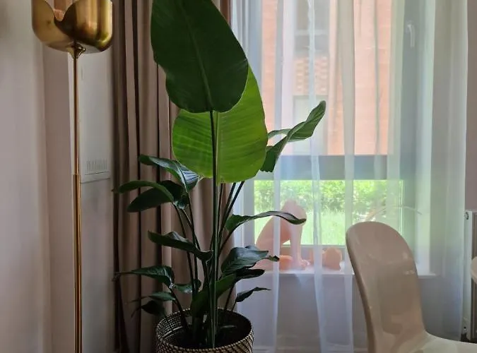 Piper Centrum Scala *