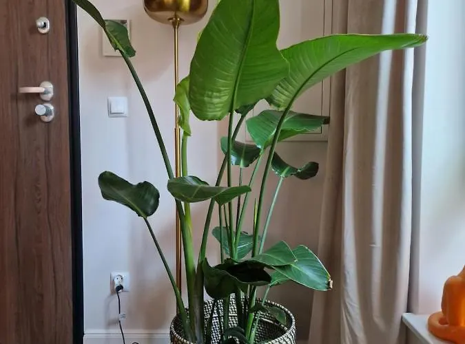 Piper Centrum Scala Daire Gdansk